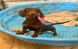Dachshund dogs for sale: Keith - Image 1