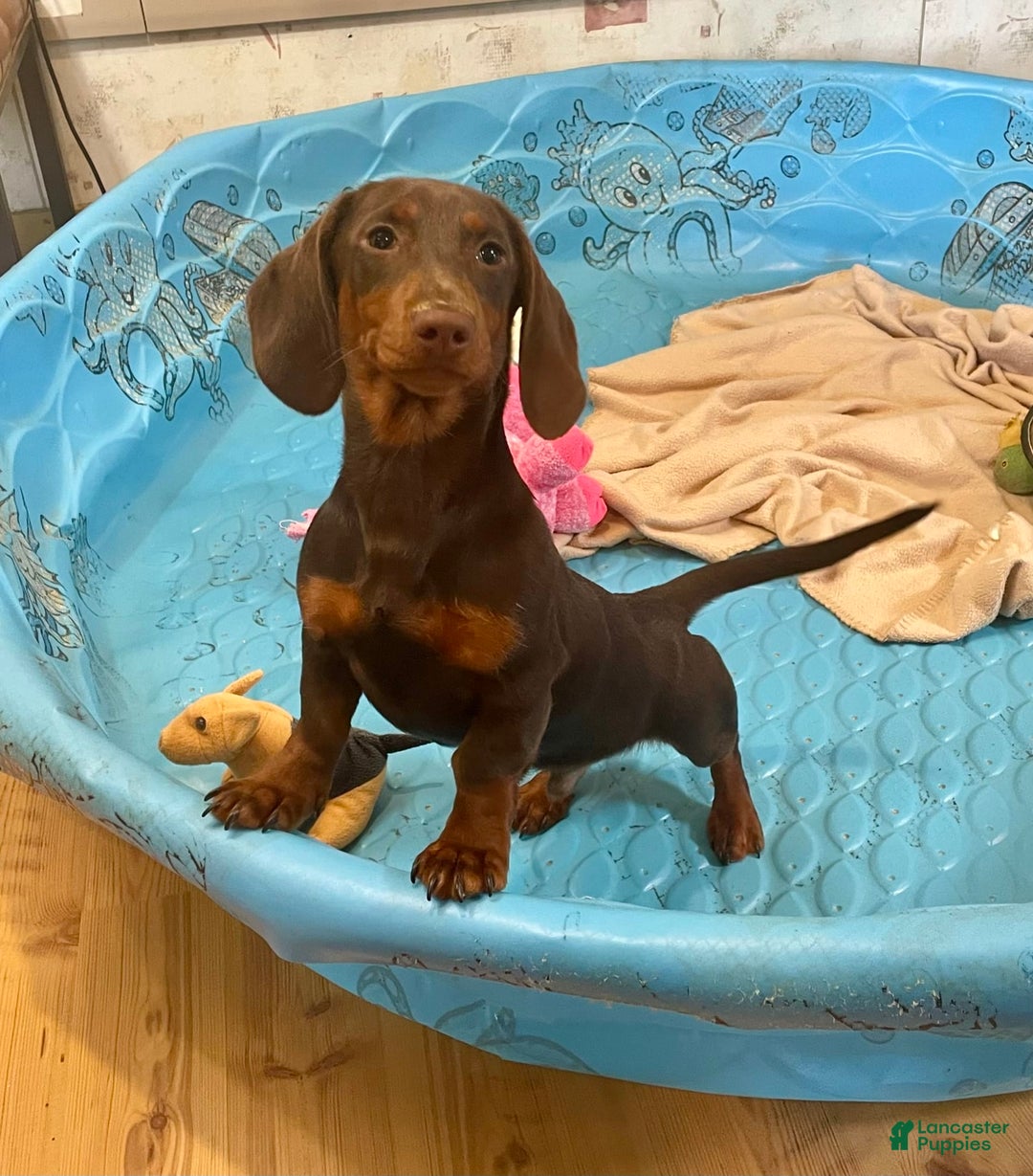Dachshund dogs for sale: Keith - Image 1