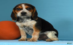 Beagle dogs for sale: Rascal - Image 6