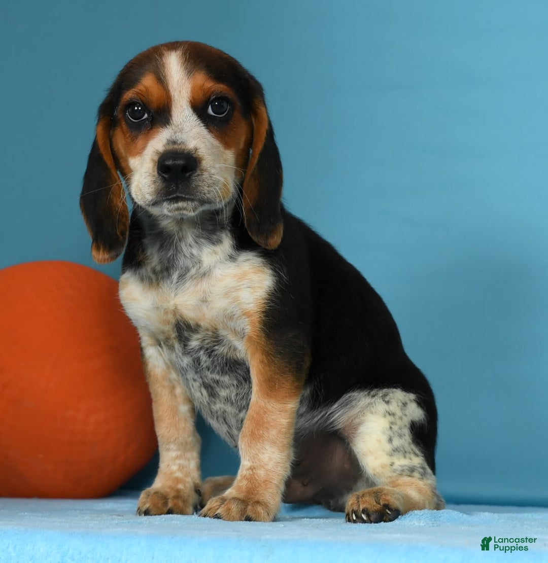 Beagle dogs for sale: Rascal - Image 6
