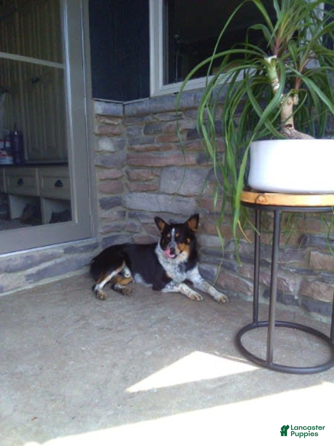 Australian Shepherd dogs for sale: Allie - Image 8