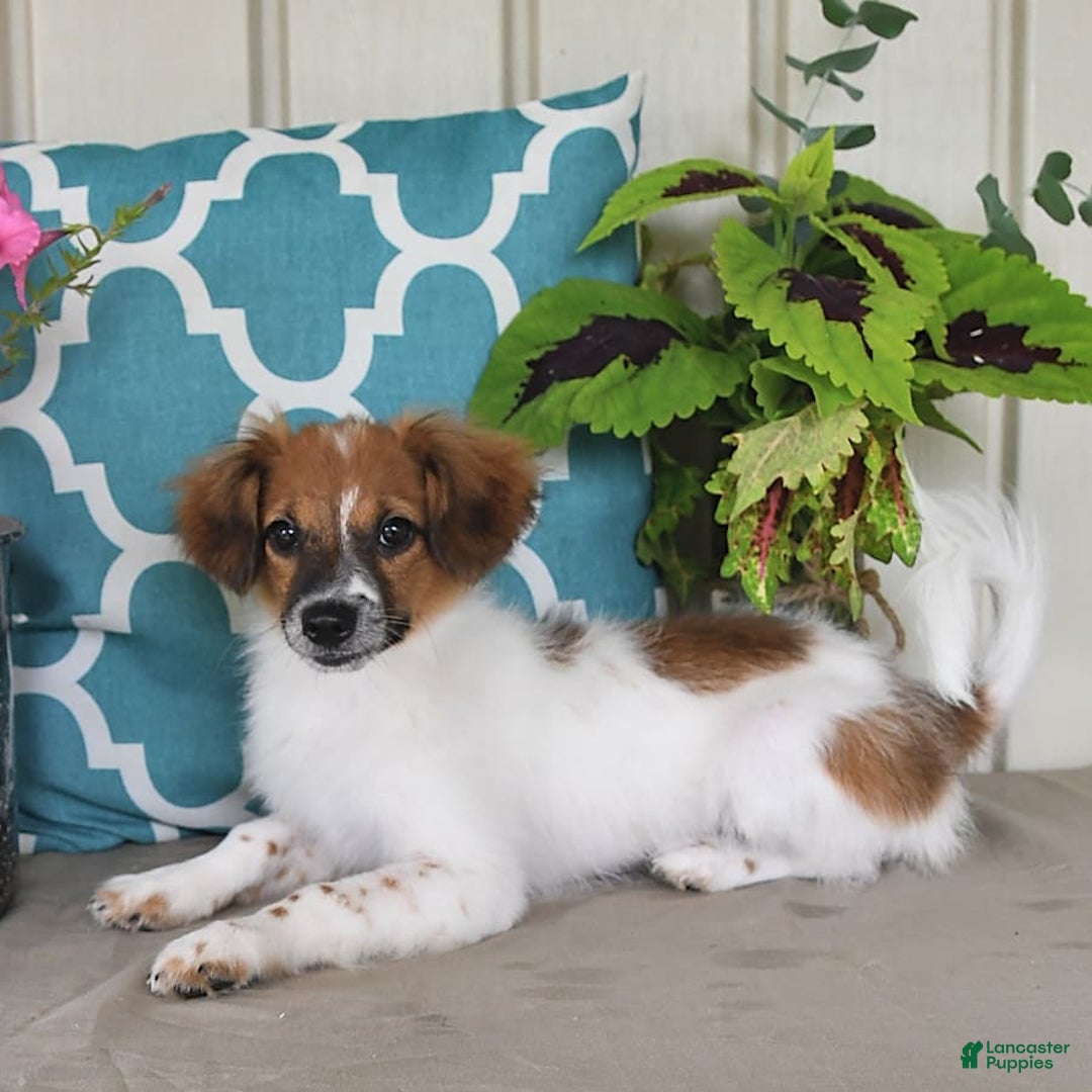 Papillon dogs for sale: Chico - Image 3