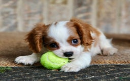 Cavalier King Charles Spaniel dogs for sale: Loki - Image 11