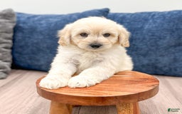  dogs for sale: Mini Goldendoodle 5 puppies - Image 18