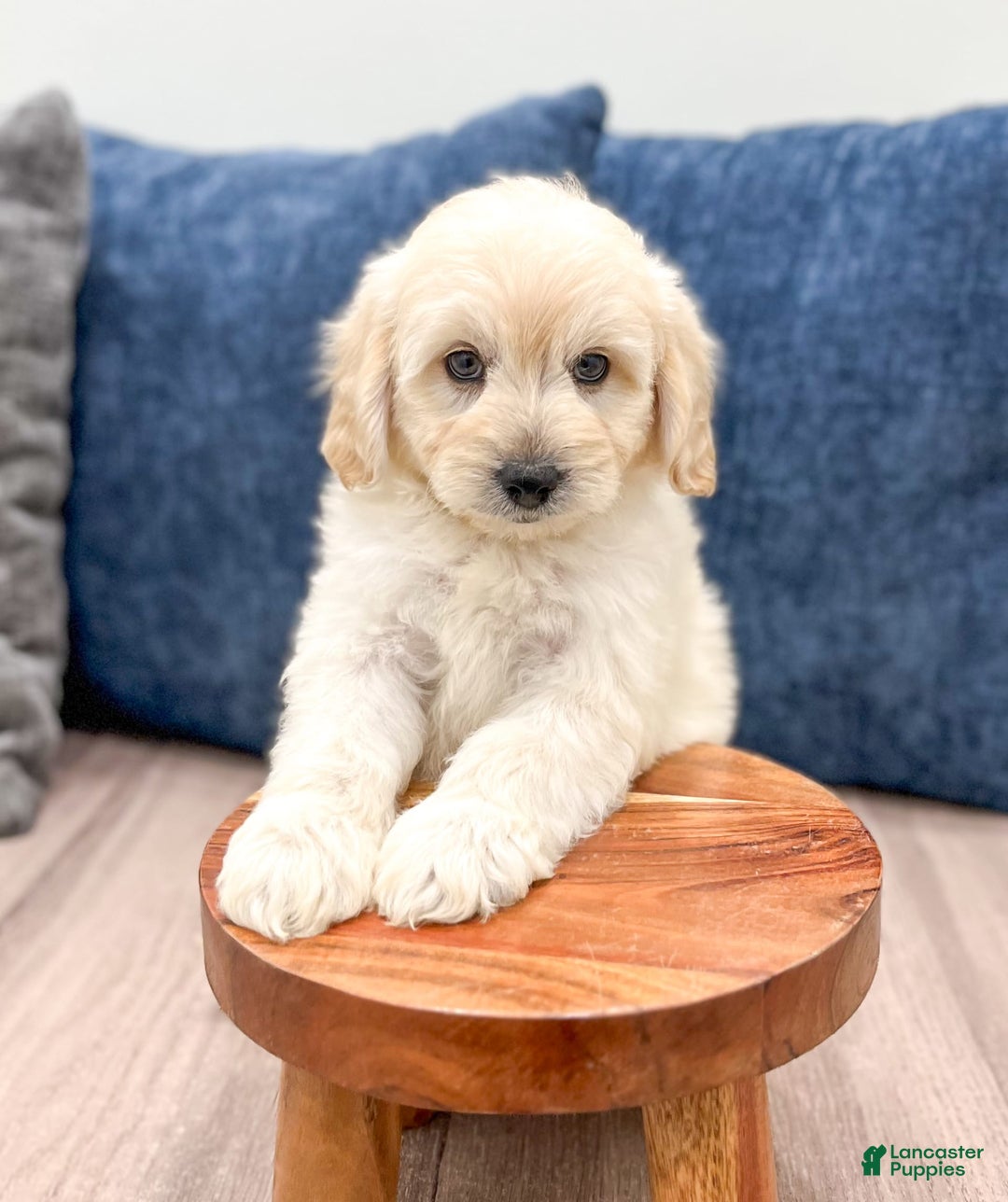  dogs for sale: Mini Goldendoodle 5 puppies - Image 18