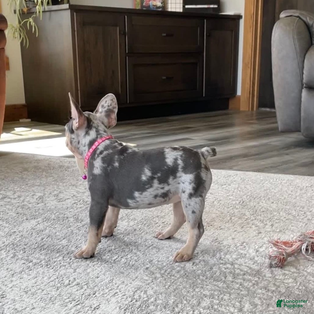 French Bulldog dogs for sale: Nila - Image 24