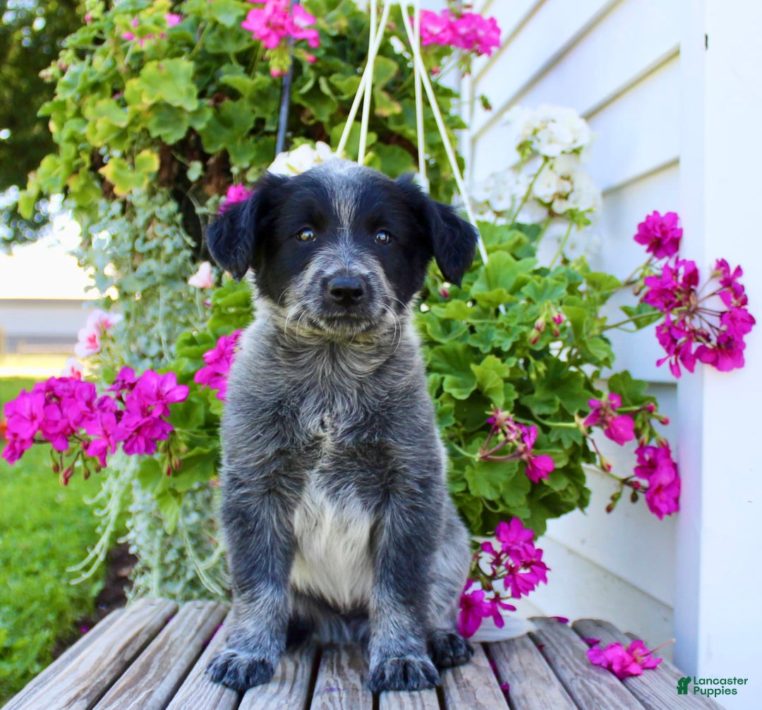Australian Cattle Dog dogs for sale: Buster - Image 3