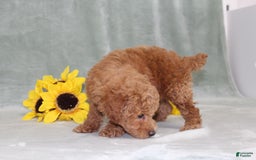 Miniature Poodle dogs for sale: Viking - Image 7