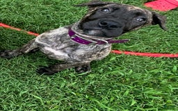 Presa Canario dogs for sale: Merlot - Image 3