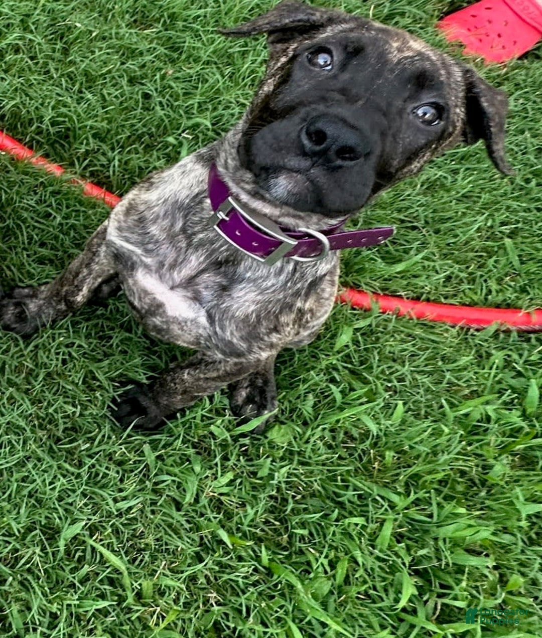 Presa Canario dogs for sale: Merlot - Image 3