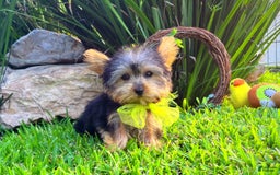 Yorkshire Terrier dogs for sale: Jeff - Image 2