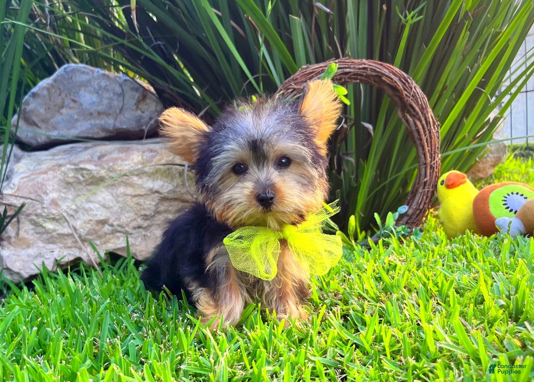 Yorkshire Terrier dogs for sale: Jeff - Image 2