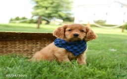 Miniature Golden Retriever dogs for sale: Crosby - Image 2