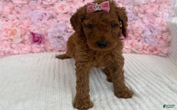 Standard Poodle dogs for sale: Milly AKC - Image 2