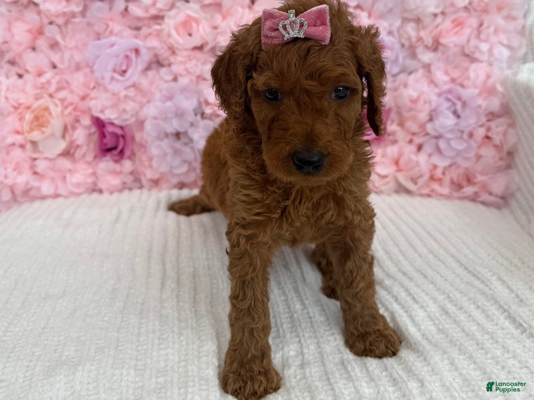 Standard Poodle dogs for sale: Milly AKC - Image 2