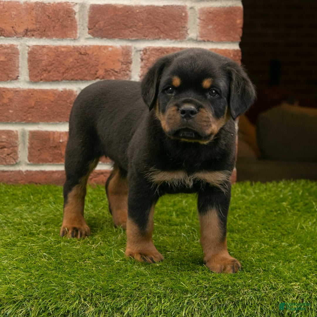 Rottweiler dogs for sale: Elliot - Image 1