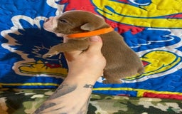 American Bulldog dogs for sale: Dozier - Image 2