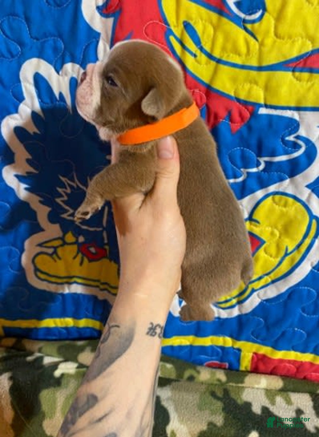 American Bulldog dogs for sale: Dozier - Image 2