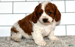Cavapoo dogs for sale: Callie - Image 8