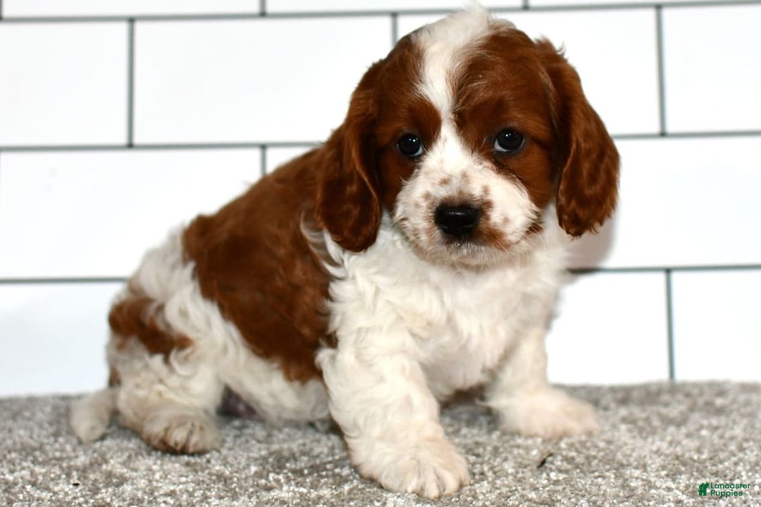 Cavapoo dogs for sale: Callie - Image 8