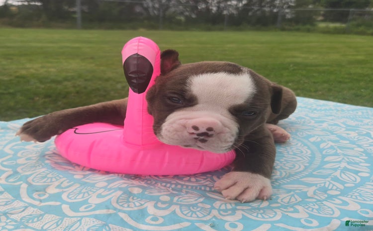 American Bulldog dogs - Advert 16