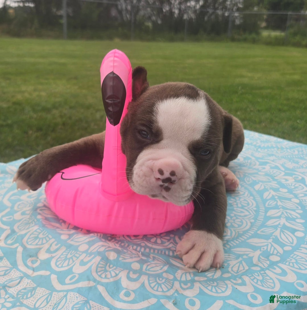 American Bulldog dogs for sale: Harry - Image 1