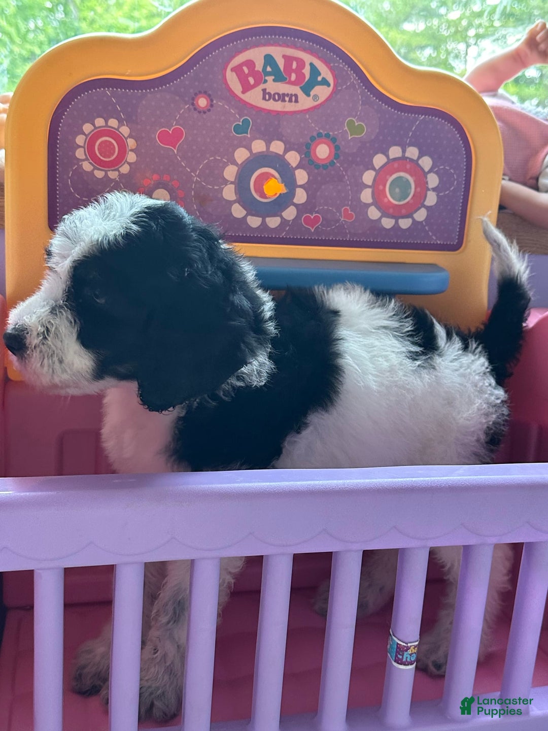 Aussiedoodle dogs for sale: Buster - Image 2