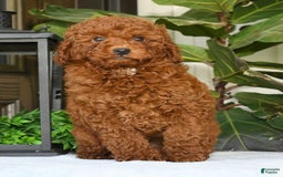Miniature Poodle dogs for sale: Scotty - Image 14