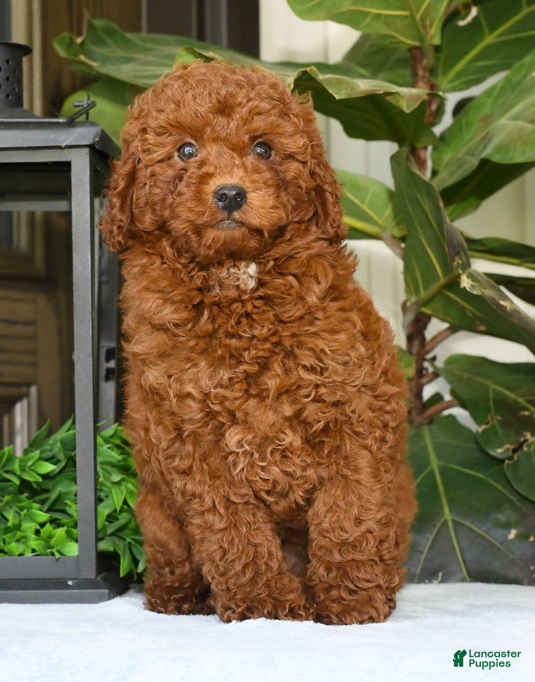 Miniature Poodle dogs for sale: Scotty - Image 14