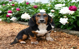Basset Hound dogs for sale: Benny - Image 2