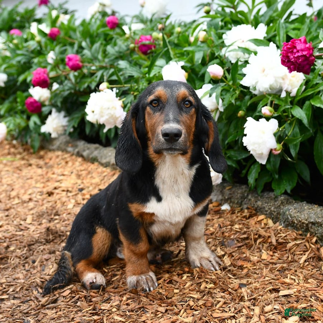Basset Hound dogs for sale: Benny - Image 2