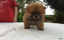 Chow Chow dogs for sale: SLM Red Female - Image 12