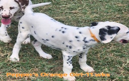 Dalmatian dogs for sale: Peppers Orange Girl - Image 18