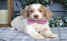 Goldendoodle dogs for sale: Audi - Image 5