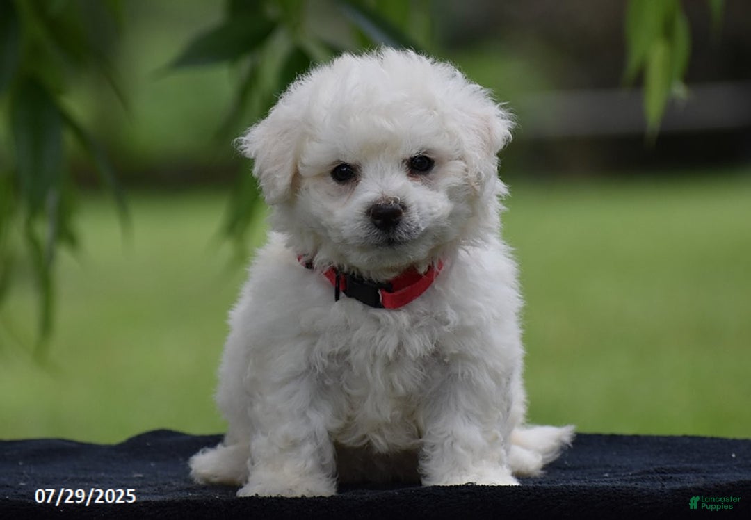 Bichon Frise dogs for sale: Teddie - Image 1