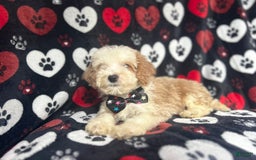 Cockapoo dogs for sale: Rowdy - Image 2
