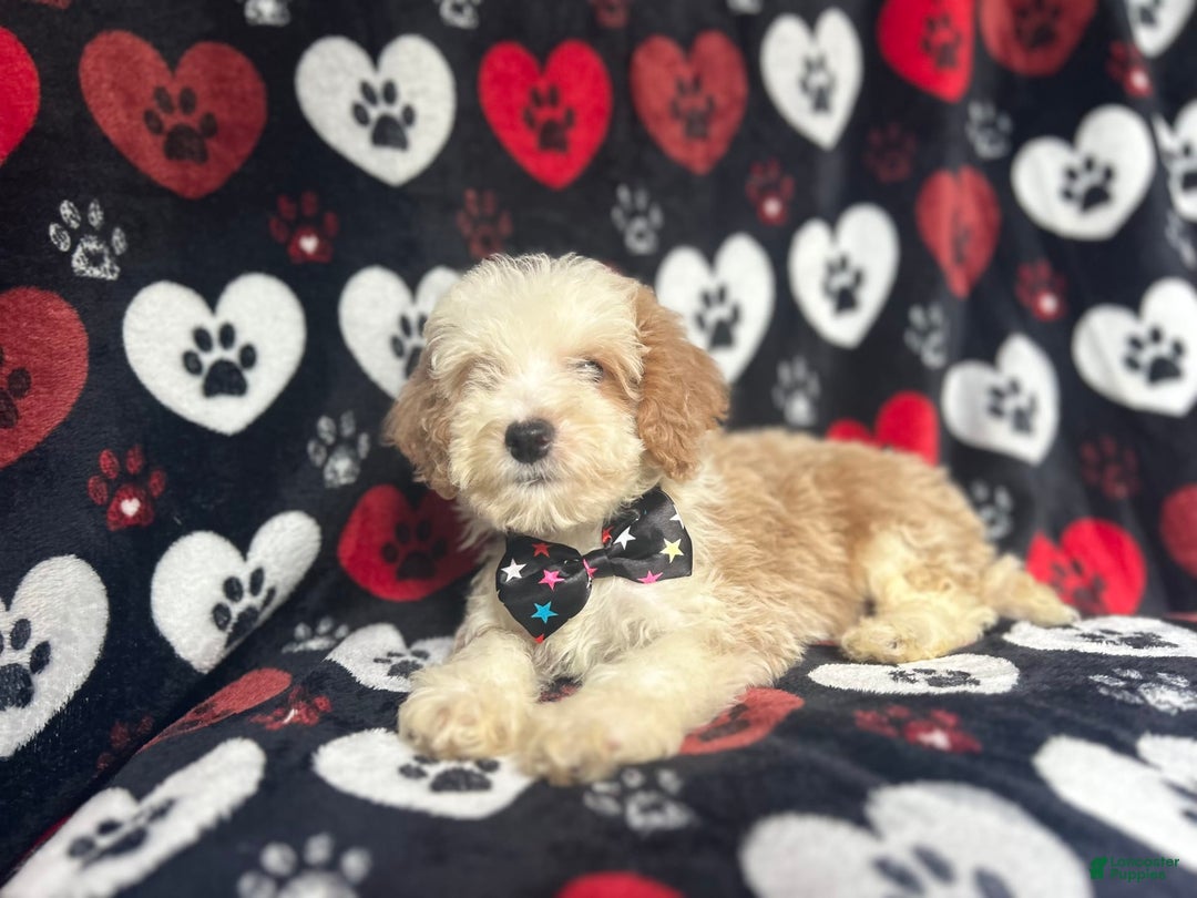 Cockapoo dogs for sale: Rowdy - Image 2