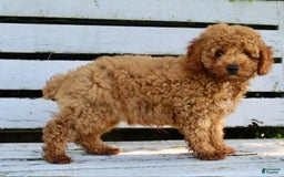 Miniature Poodle dogs for sale: Jack - Image 4