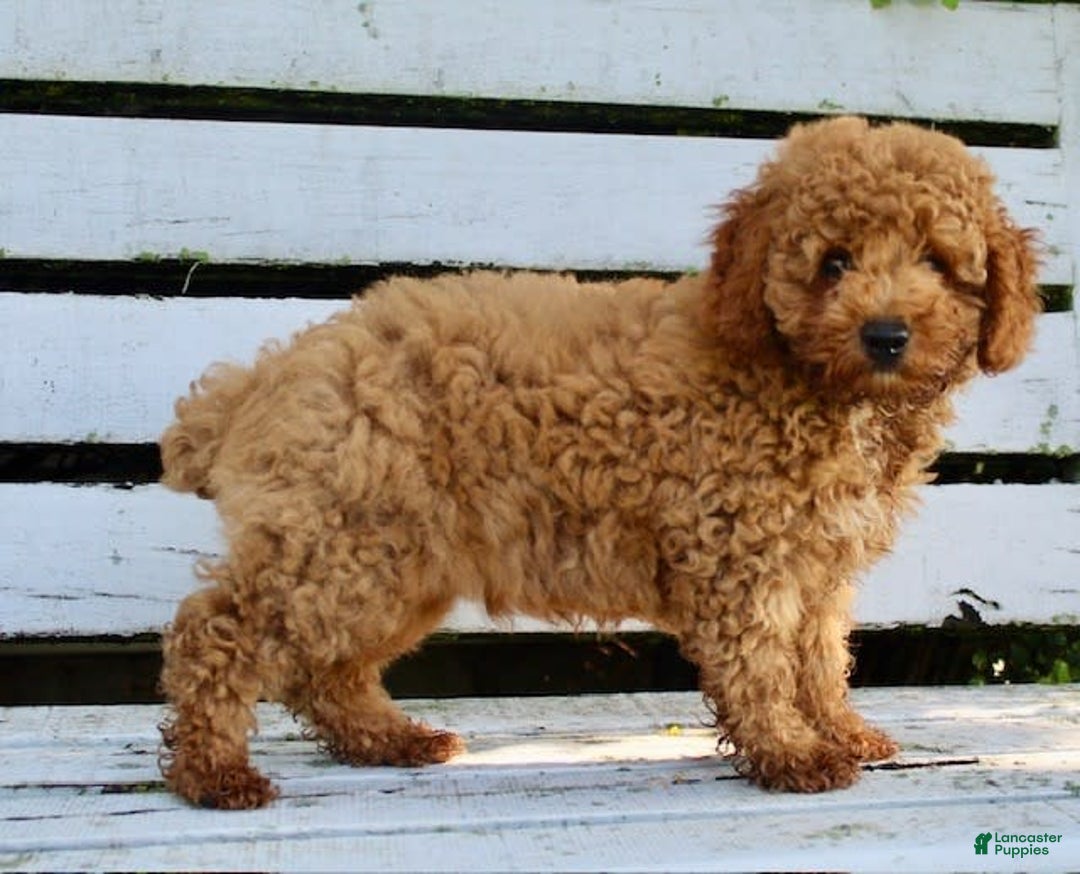 Miniature Poodle dogs for sale: Jack - Image 4