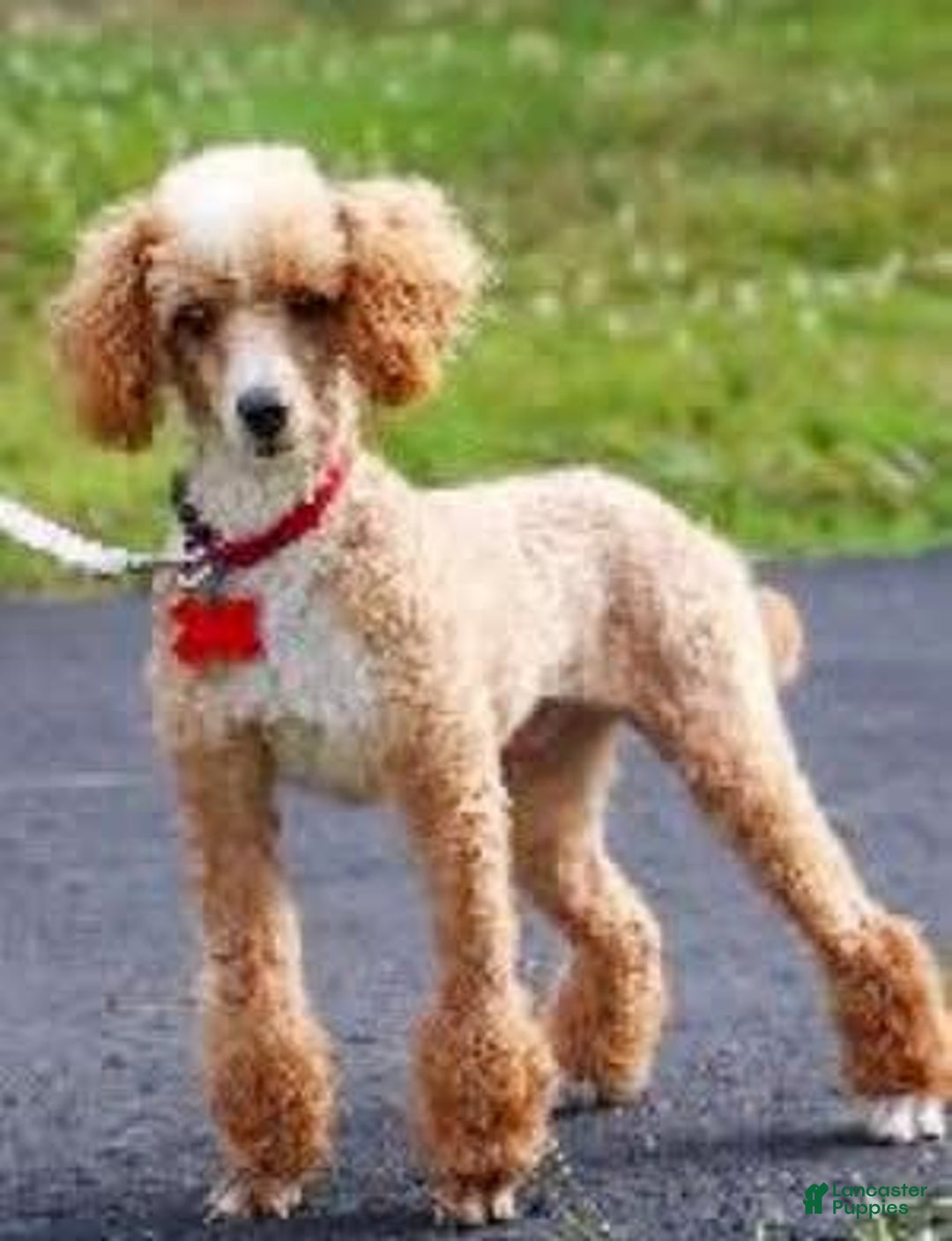 Maltipoo dogs for sale: Polly - Image 20