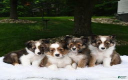 Shetland Sheepdog dogs for sale: Buddy - Image 9