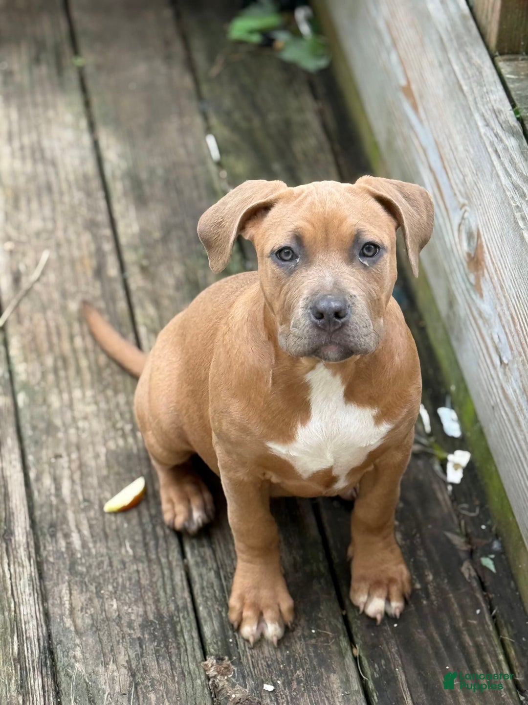 American Bully dogs for sale: Fawn/bluefawn - Image 2