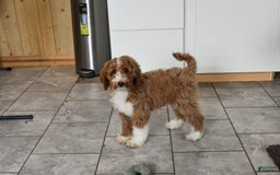 Goldendoodle dogs for sale: Stella - Image 2