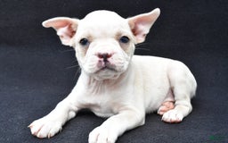 Boston Terrier dogs for sale: Jezabel - Image 3