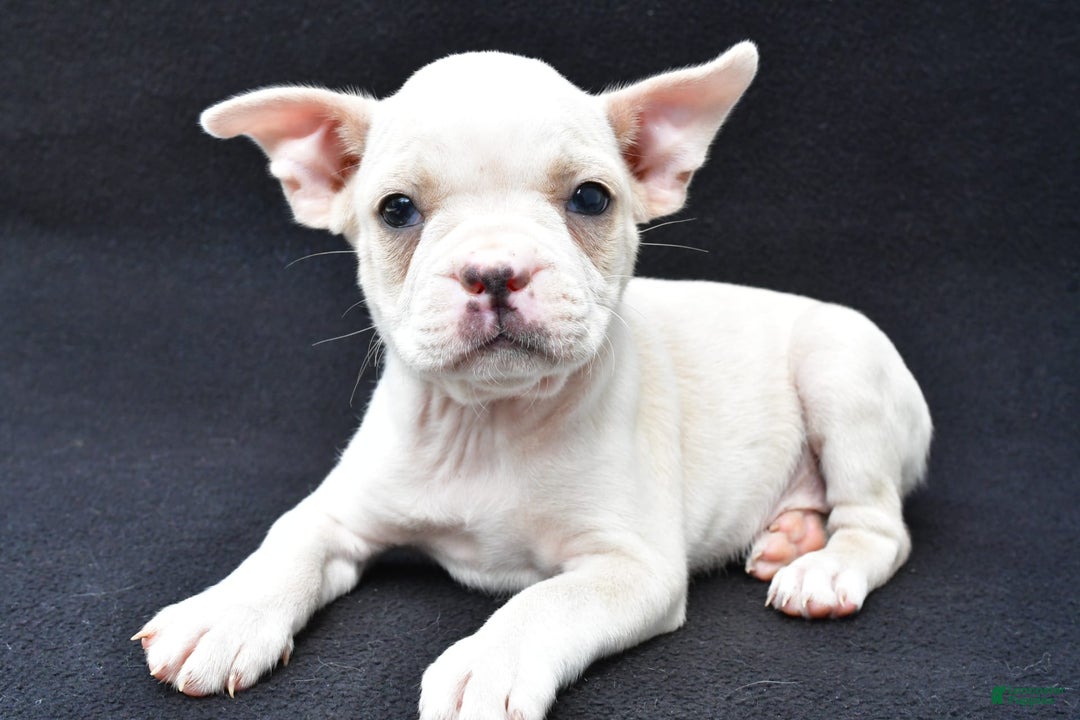 Boston Terrier dogs for sale: Jezabel - Image 3