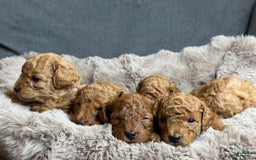Toy Poodle dogs for sale: Ace - Image 1