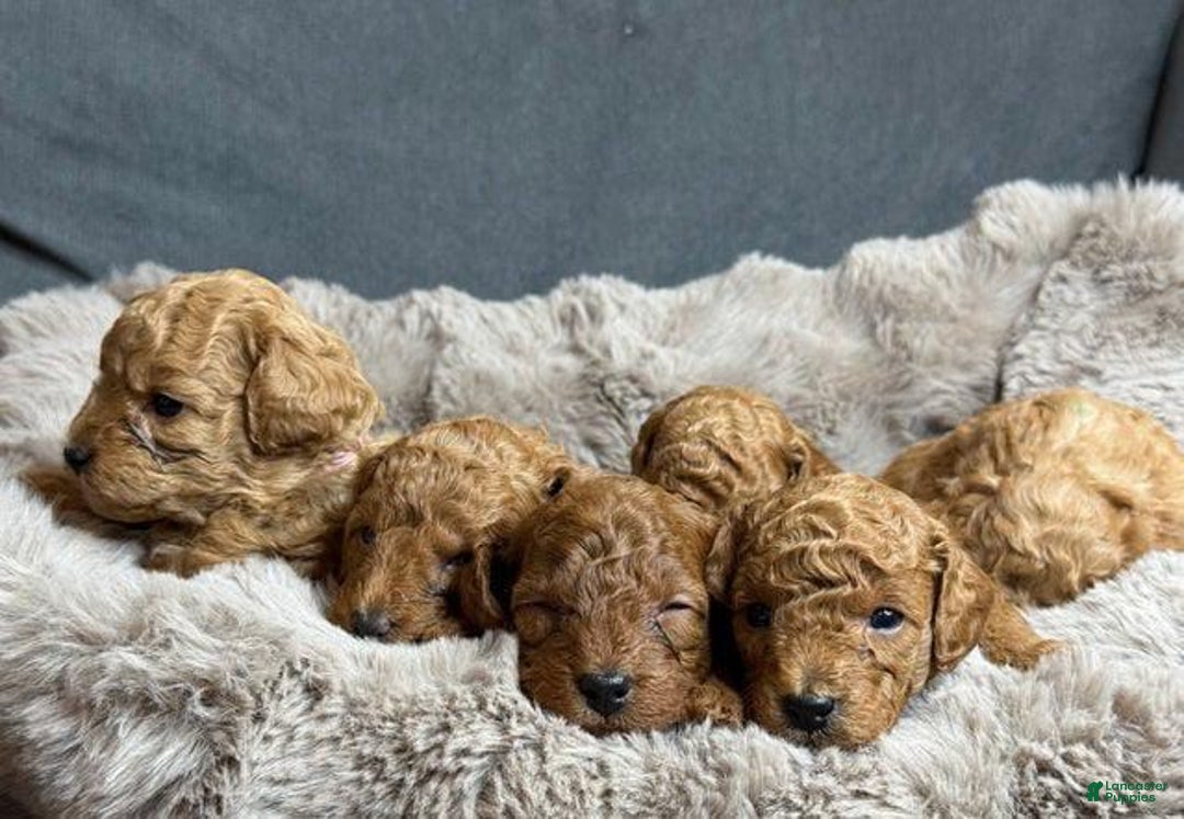 Toy Poodle dogs for sale: Ace - Image 1