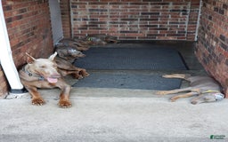 Doberman Pinscher dogs for sale: Smurf - Image 13