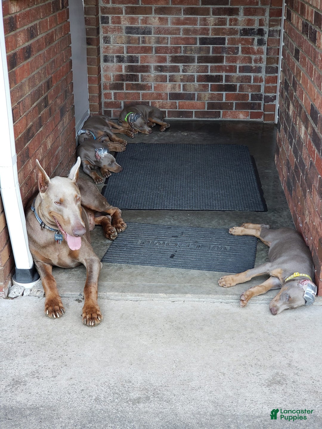 Doberman Pinscher dogs for sale: Smurf - Image 13