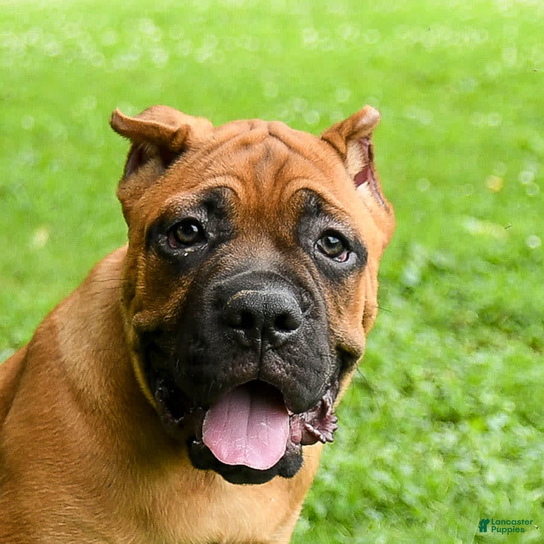Cane Corso dogs for sale: Toby - Image 4